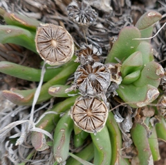 Glottiphyllum