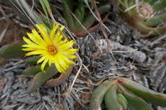 Glottiphyllum