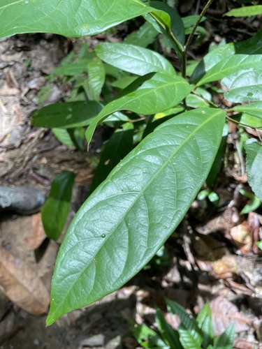 Inga capitata, 2025-10-18