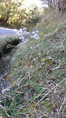 Notoseris melanantha