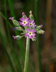 Primula incana