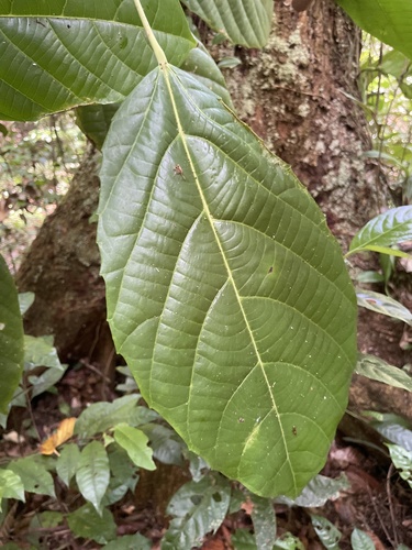 Conceveiba guianensis, 2025-10-18