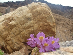 Alstroemeria violacea