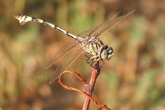 Lindenia tetraphylla