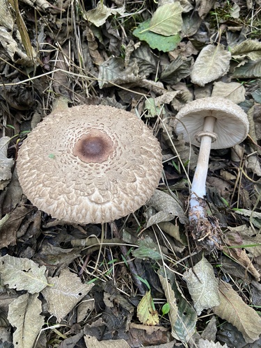 Owingsia PNW01 graham.jpg