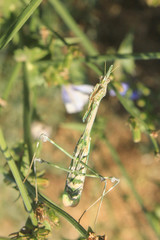 Empusa pennicornis