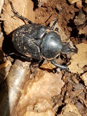 Hypselogenia geotrupina geotrupina