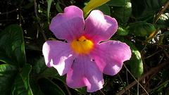 Amphilophium scabriusculum