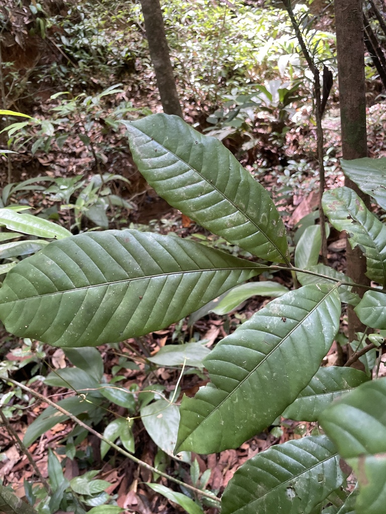 Trichilia schomburgkii
