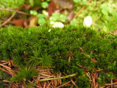 Dicranum flagellare