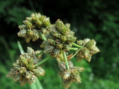 Scirpus georgianus
