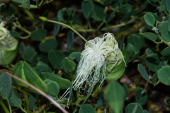 Capparis spinosa