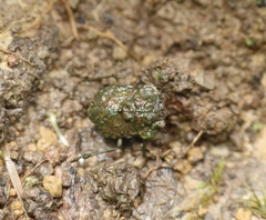 Gelastocoridae