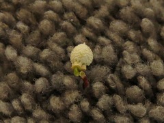 Scleria ciliata