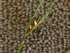 Scleria ciliata