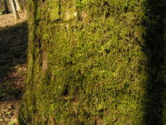 Eurhynchium angustirete