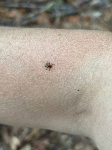 Unknown species found near Deerfield, MA, US