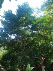 Myroxylon balsamum