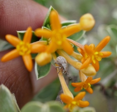 Lasiosiphon meisnerianus