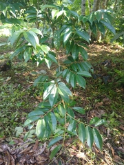Myroxylon balsamum