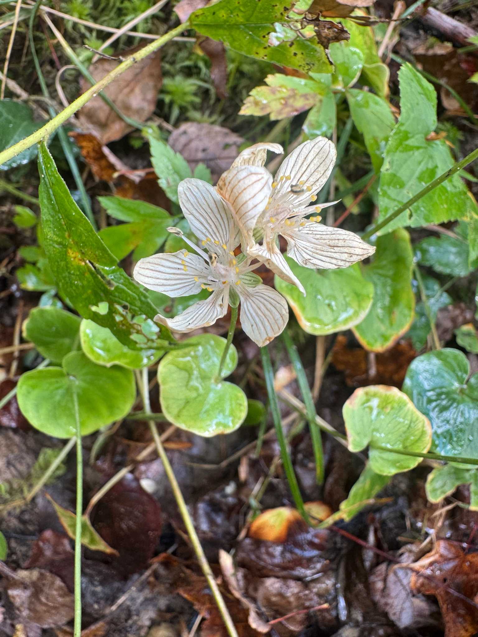 Kidney-Leaved Grass Of Parnassus (Parnassia asarifolia)