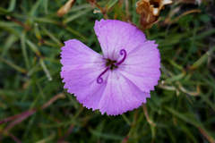 Dianthus pavonius