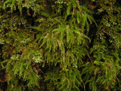 Herzogiella seligeri