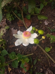 Lecythidaceae