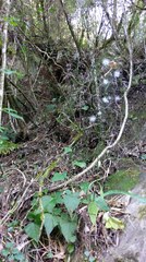 Notoseris melanantha