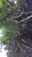 Notoseris melanantha