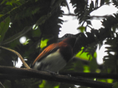 Platysteira castanea