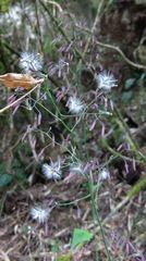 Notoseris melanantha