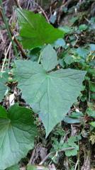 Notoseris melanantha