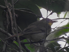 Phyllastrephus xavieri