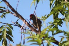 Thamnophilus ruficapillus