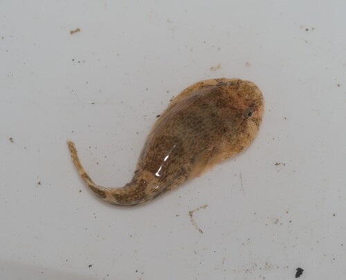 Koekenpan-zuignapvis (Gobiesox strumosus) — Gobiesocidae — 4
