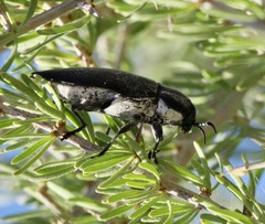 Pseudoperotis