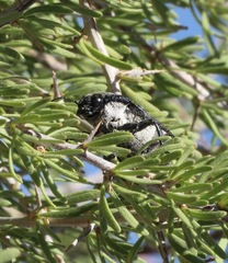 Pseudoperotis