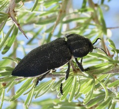 Pseudoperotis
