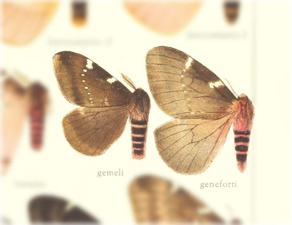 Paradirphia geneforti