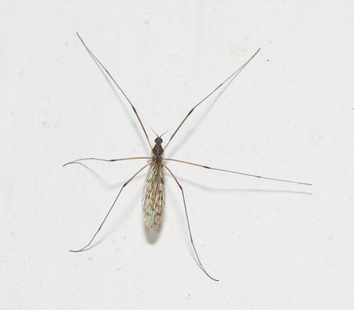 Unknown species found near Caraway, Craighead Co., AR, USA
