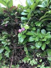 Symphoricarpos × chenaultii