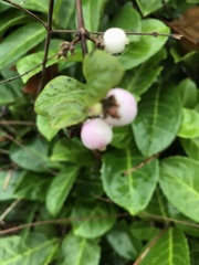 Symphoricarpos × chenaultii