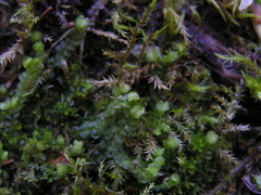 Liochlaena lanceolata