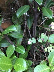 Symphoricarpos × chenaultii