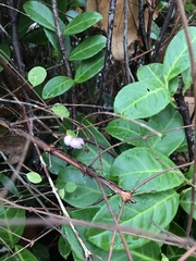 Symphoricarpos × chenaultii