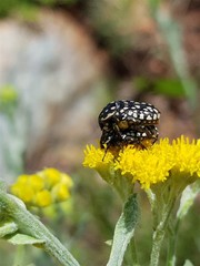 Oxythyrea testaceoguttata
