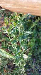 Prinsepia scandens