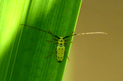 Zeale nigromaculata