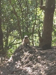 Semnopithecus hypoleucos